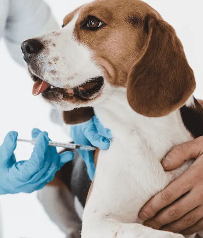Dog Vaccinations in Oliveburg