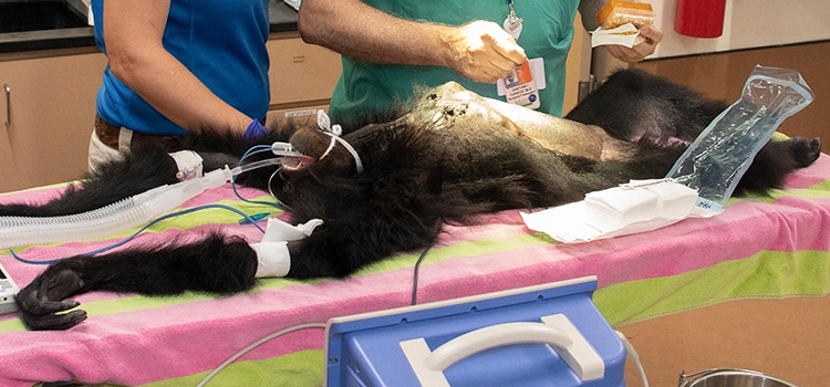 New Buffalo animal hospital veterinary surgical-process