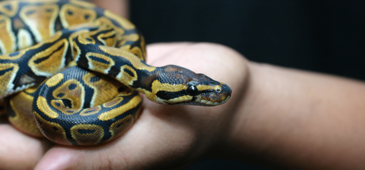 practiced vet care for reptiles in Cedars
