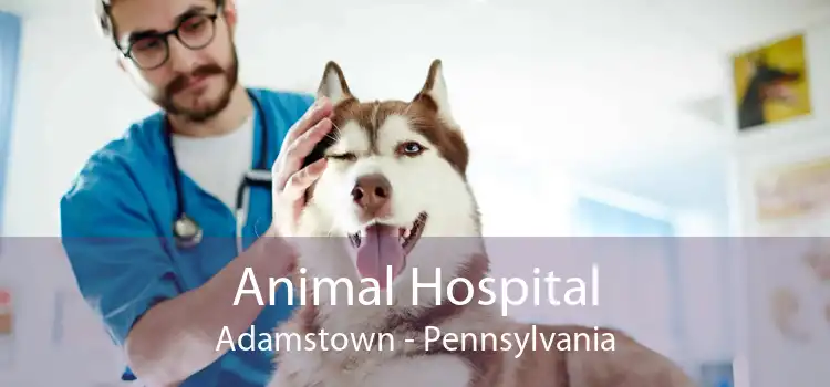 Animal Hospital Adamstown - Pennsylvania