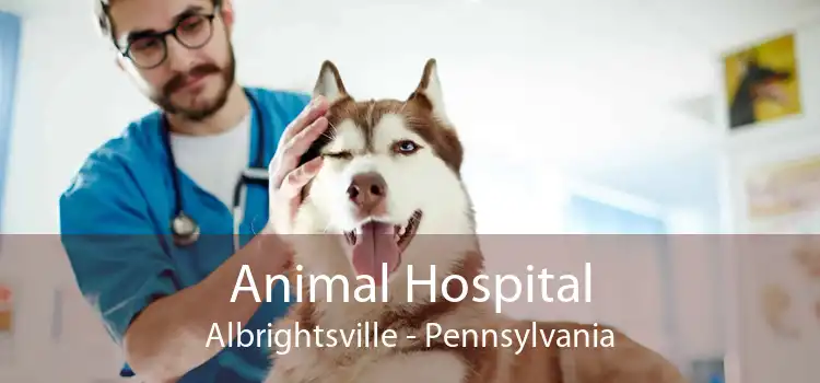 Animal Hospital Albrightsville - Pennsylvania