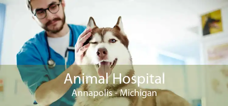 Animal Hospital Annapolis - Michigan