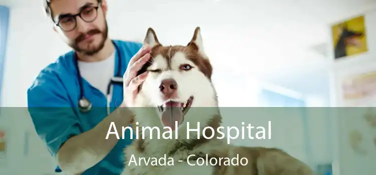 Animal Hospital Arvada - Colorado