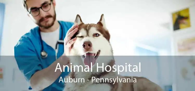 Animal Hospital Auburn - Pennsylvania