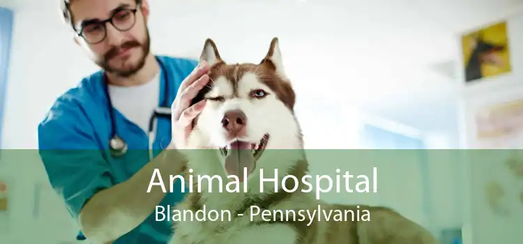 Animal Hospital Blandon - Pennsylvania