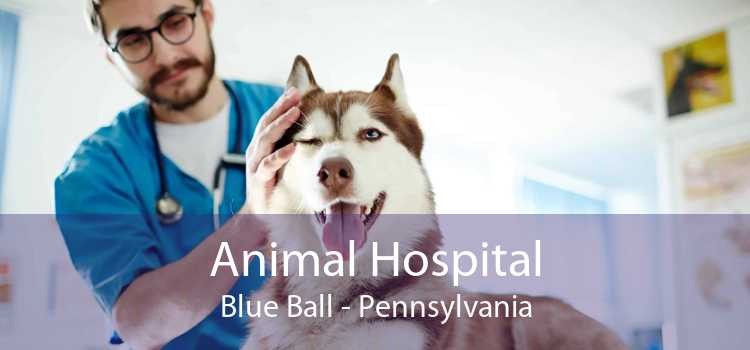 Animal Hospital Blue Ball - Pennsylvania