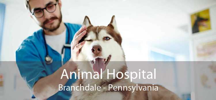Animal Hospital Branchdale - Pennsylvania