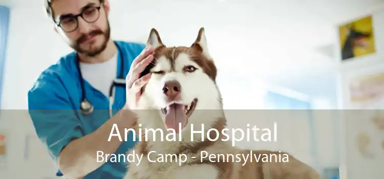 Animal Hospital Brandy Camp - Pennsylvania
