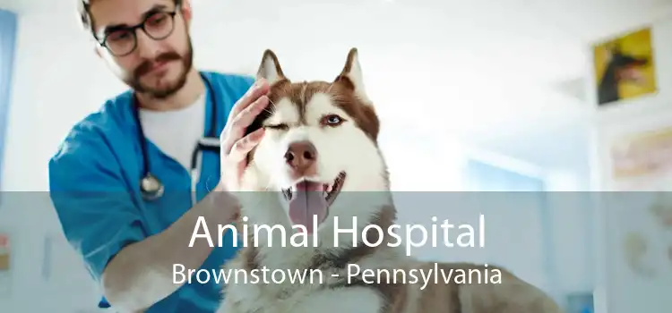 Animal Hospital Brownstown - Pennsylvania