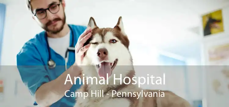 Animal Hospital Camp Hill - Pennsylvania