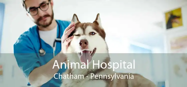 Animal Hospital Chatham - Pennsylvania