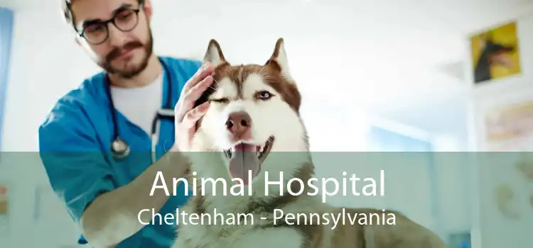 Animal Hospital Cheltenham - Pennsylvania