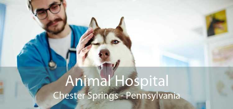 Animal Hospital Chester Springs - Pennsylvania