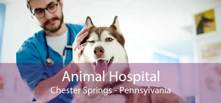 Animal Hospital Chester Springs - Pennsylvania