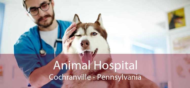 Animal Hospital Cochranville - Pennsylvania