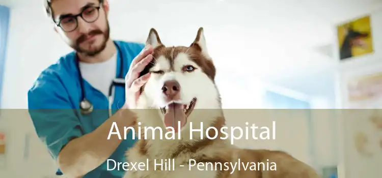 Animal Hospital Drexel Hill - Pennsylvania