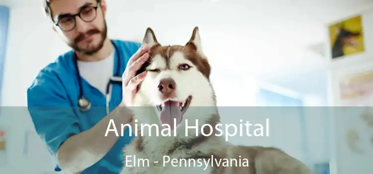 Animal Hospital Elm - Pennsylvania