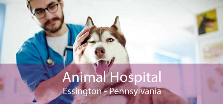 Animal Hospital Essington - Pennsylvania