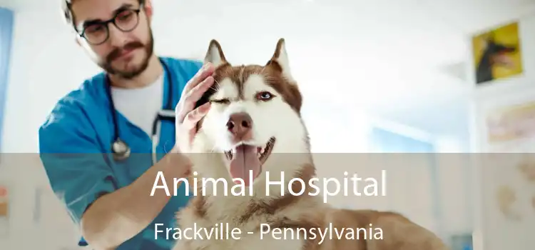 Animal Hospital Frackville - Pennsylvania