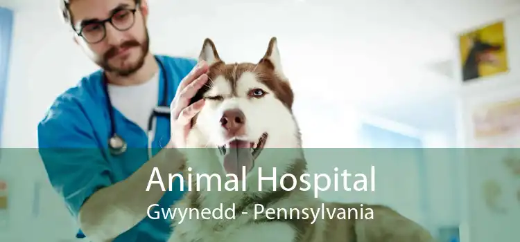 Animal Hospital Gwynedd - Pennsylvania