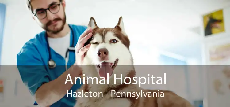 Animal Hospital Hazleton - Pennsylvania