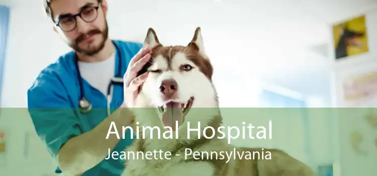 Animal Hospital Jeannette - Pennsylvania