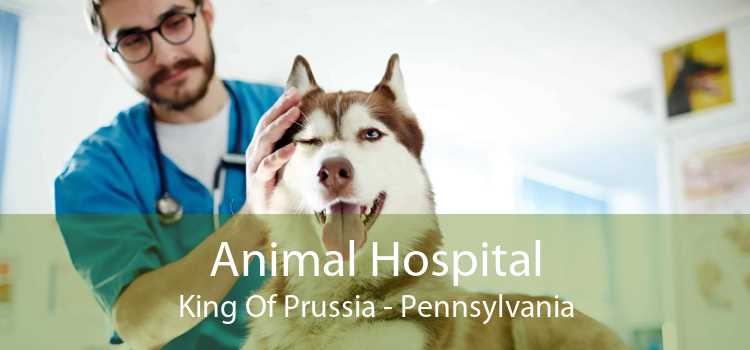 Animal Hospital King Of Prussia - Pennsylvania