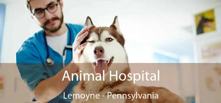 Animal Hospital Lemoyne - Pennsylvania