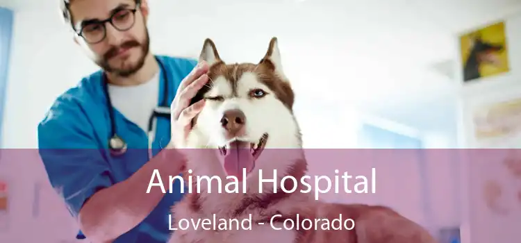 Animal Hospital Loveland - Colorado