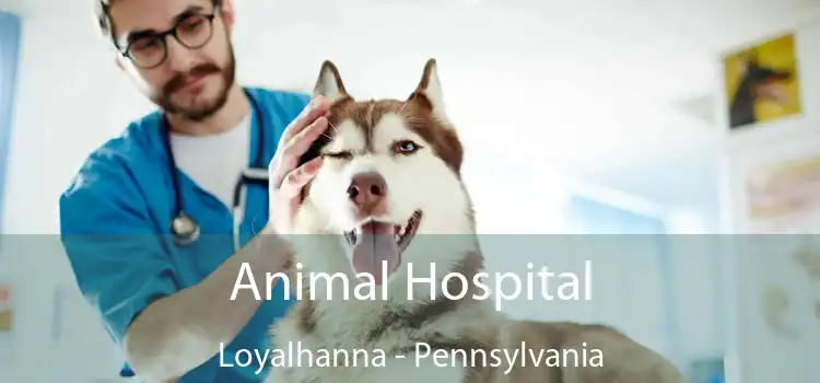 Animal Hospital Loyalhanna - Pennsylvania