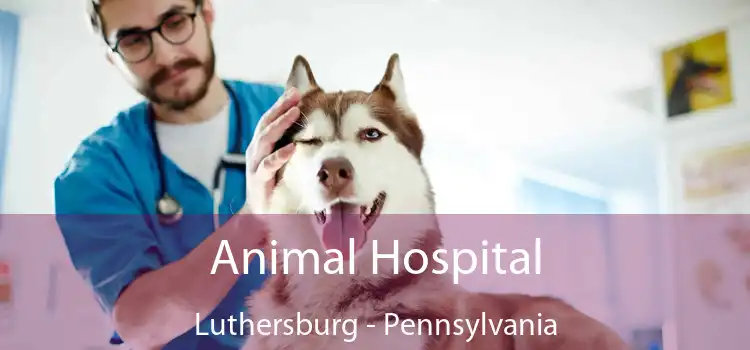 Animal Hospital Luthersburg - Pennsylvania