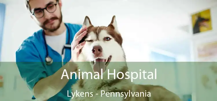 Animal Hospital Lykens - Pennsylvania