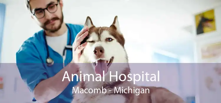 Animal Hospital Macomb - Michigan