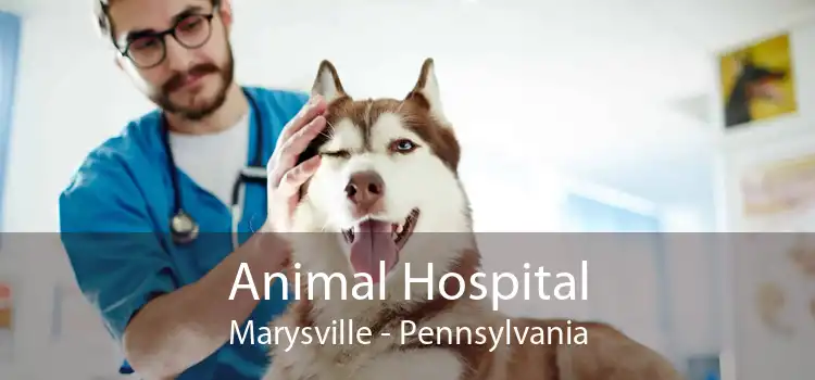 Animal Hospital Marysville - Pennsylvania