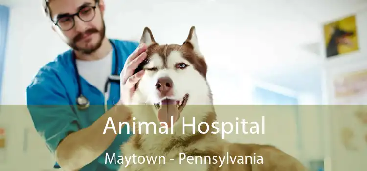 Animal Hospital Maytown - Pennsylvania