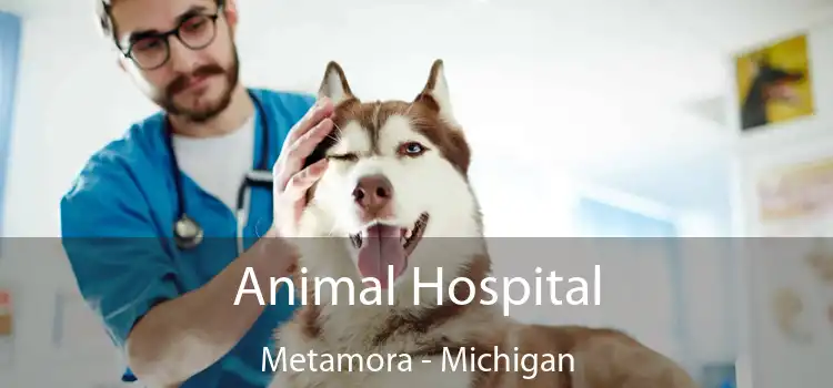 Animal Hospital Metamora - Michigan