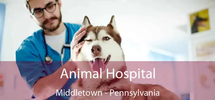 Animal Hospital Middletown - Pennsylvania