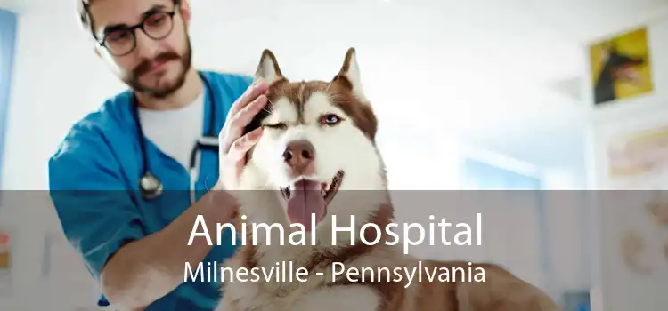 Animal Hospital Milnesville - Pennsylvania