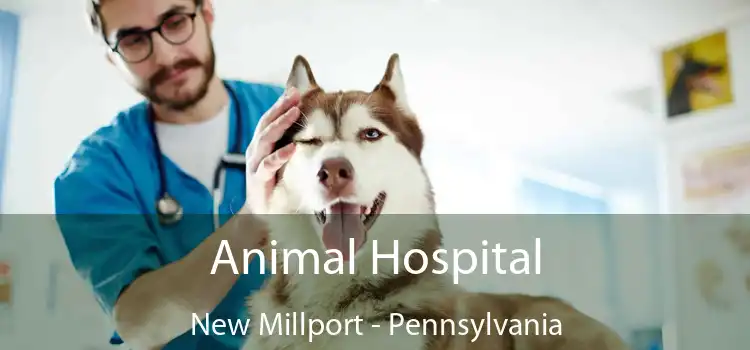 Animal Hospital New Millport - Pennsylvania