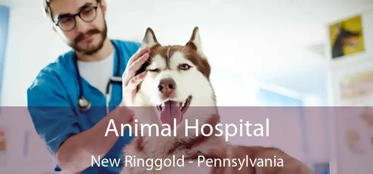 Animal Hospital New Ringgold - Pennsylvania