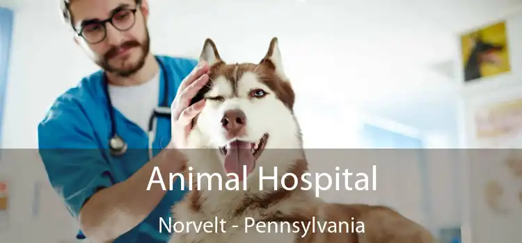 Animal Hospital Norvelt - Pennsylvania
