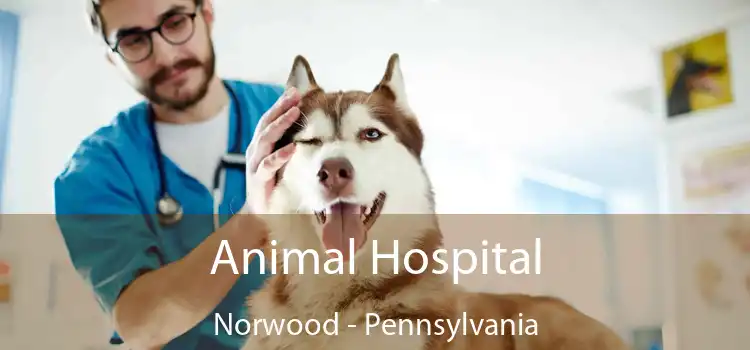 Animal Hospital Norwood - Pennsylvania