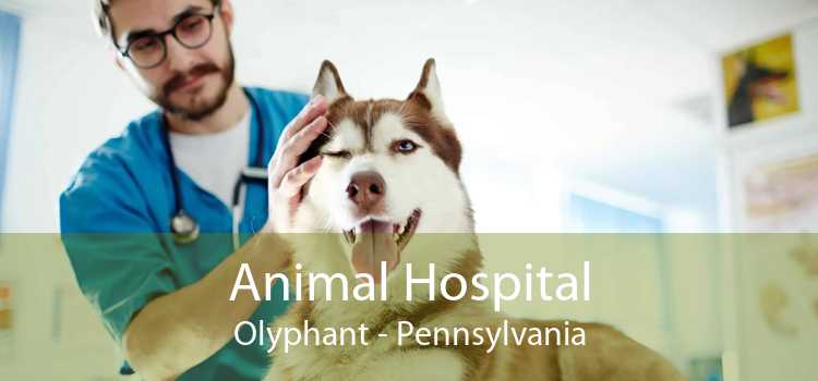 Animal Hospital Olyphant - Pennsylvania