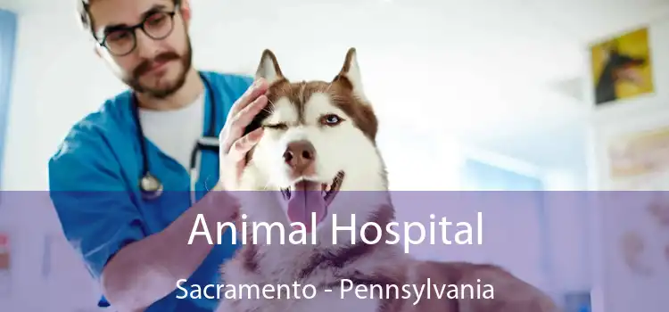 Animal Hospital Sacramento - Pennsylvania