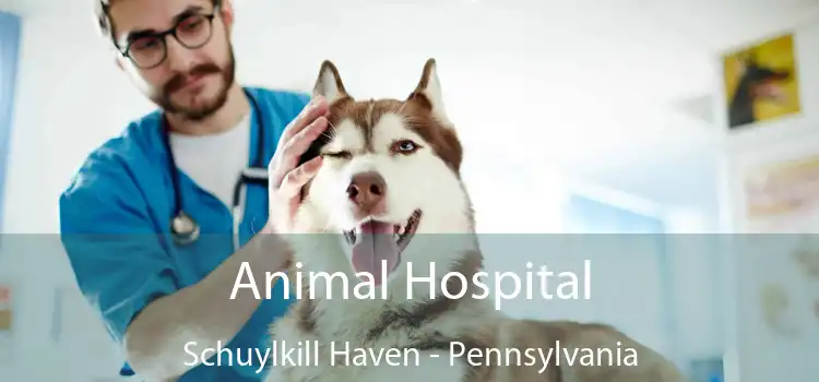 Animal Hospital Schuylkill Haven - Pennsylvania