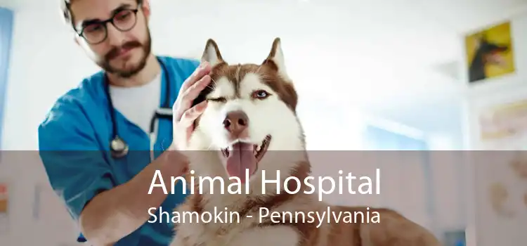 Animal Hospital Shamokin - Pennsylvania