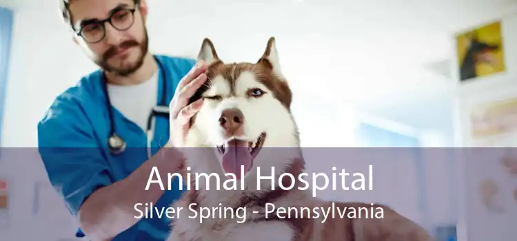 Animal Hospital Silver Spring - Pennsylvania