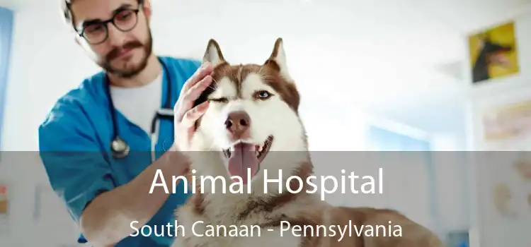 Animal Hospital South Canaan - Pennsylvania