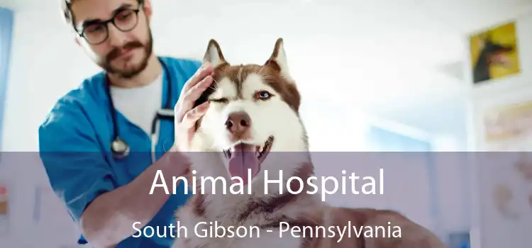 Animal Hospital South Gibson - Pennsylvania