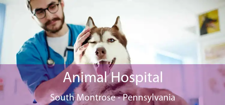 Animal Hospital South Montrose - Pennsylvania